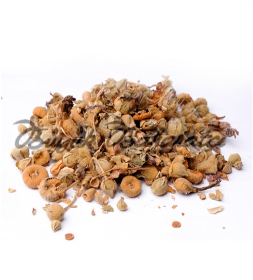 Hatmi Çiçeği 30 gr